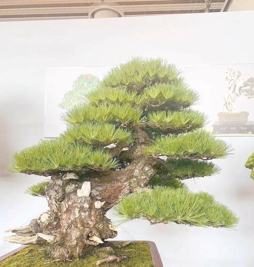 松树名贵品种有哪些？如何挑选和养护名贵松树？