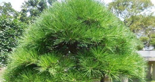 松树名贵品种有哪些？如何挑选和养护名贵松树？