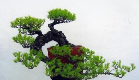 松树名贵品种有哪些？如何挑选和养护名贵松树？