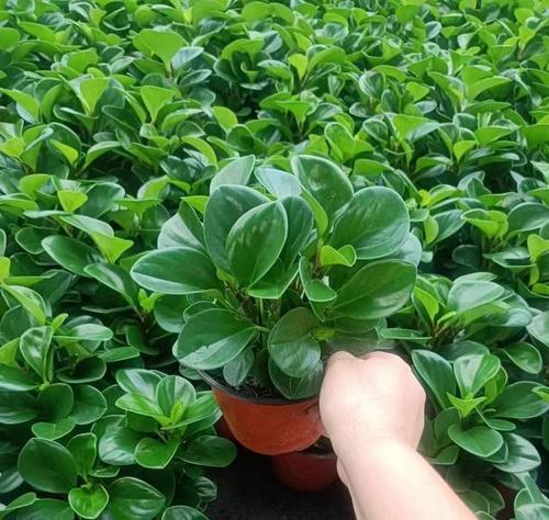 夏天适合种植什么植物？夏季植物种植的注意事项有哪些？