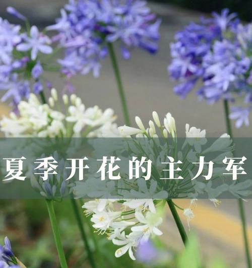 夏天适合种植什么植物？夏季植物种植的注意事项有哪些？