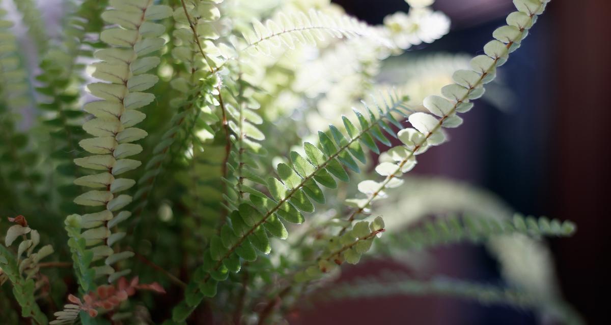 夏天适合种植什么植物？夏季植物种植的注意事项有哪些？