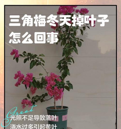 三角梅落叶的原因及解决方法是什么？