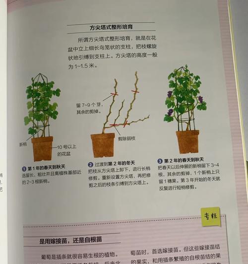 怎么扦插葡萄？葡萄扦插繁殖的步骤和技巧有哪些？