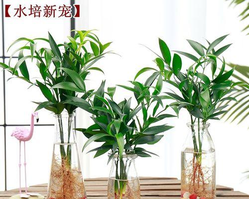 水养植物的养护技巧有哪些？如何保持水养植物的健康？