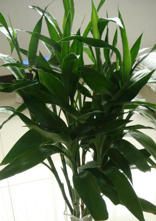 水养植物的养护技巧有哪些？如何保持水养植物的健康？