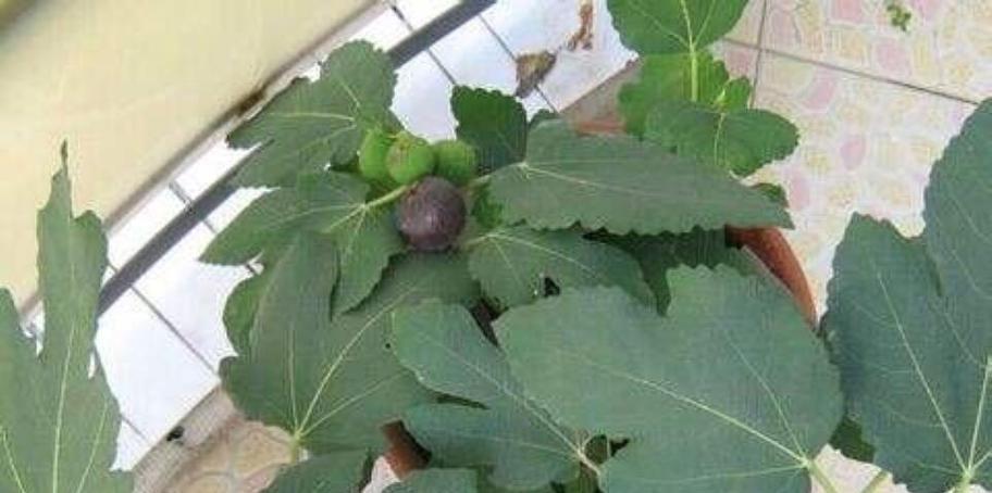 盆栽无花果结果的秘诀是什么？