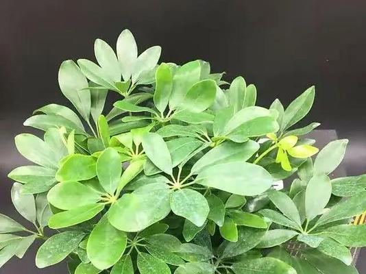 万年松的养护要点是什么？怎样才能养得更茂盛？