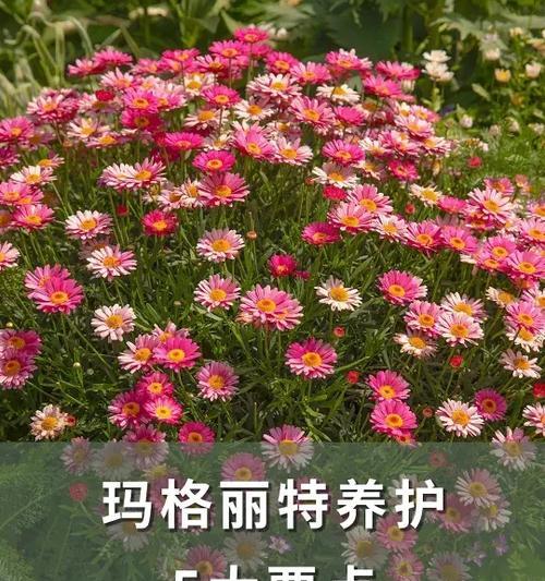 万年松的养护要点是什么？怎样才能养得更茂盛？