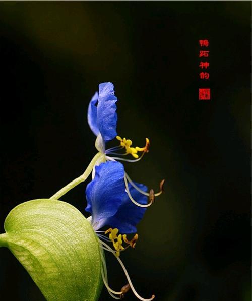 怎么把花风干？花卉风干的步骤和技巧是什么？