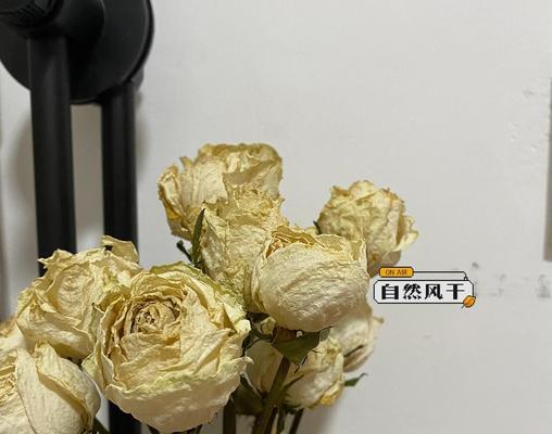 怎么把花风干？花卉风干的步骤和技巧是什么？