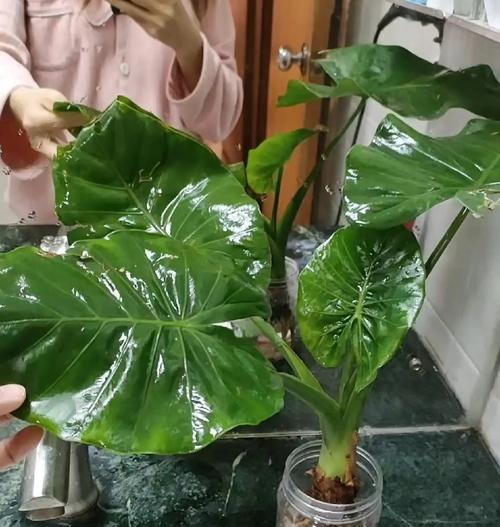 滴水观音的正确养护方法是什么？