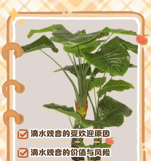 滴水观音的正确养护方法是什么？