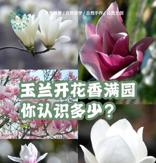 白兰花的养殖技巧是什么？让其香气四溢！