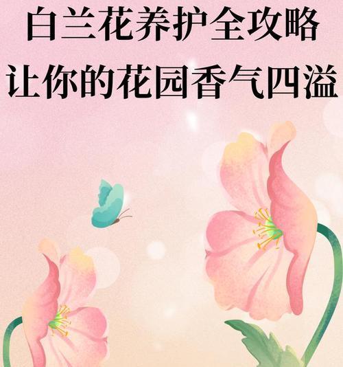 白兰花的养殖技巧是什么？让其香气四溢！