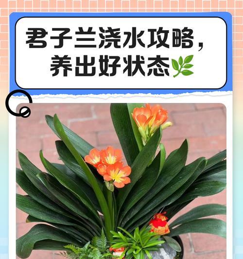 君子兰如何养殖？需要注意什么？