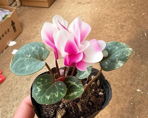 仙客来盆栽花的养殖要点是什么？