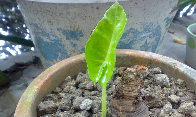 滴水观音茎干细弱怎么办？怎样才能养出粗茎？