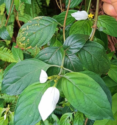 滴水观音茎干细弱怎么办？怎样才能养出粗茎？