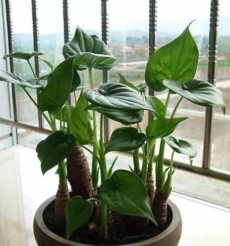 滴水观音茎干细弱怎么办？怎样才能养出粗茎？