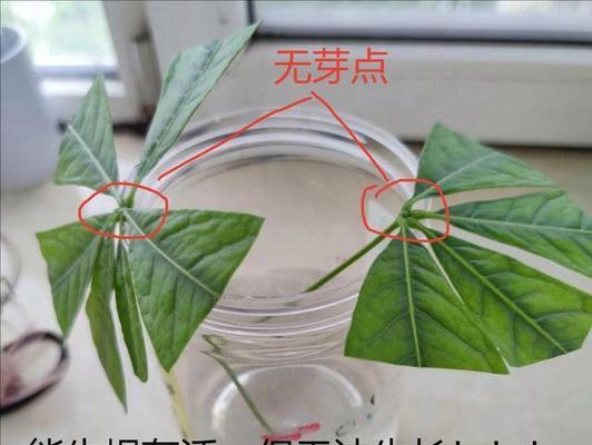 发才树种植的正确步骤是什么？