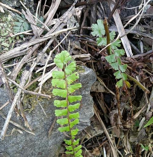 铁线蕨属于哪类植物？铁线蕨的生长环境有何特殊要求？