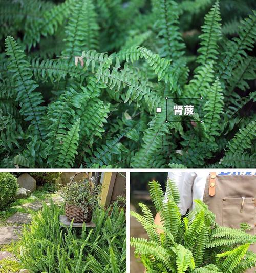 铁线蕨属于哪类植物？铁线蕨的生长环境有何特殊要求？