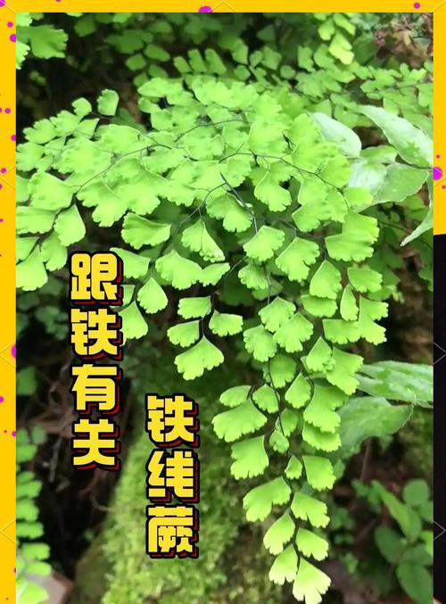 铁线蕨属于哪类植物？铁线蕨的生长环境有何特殊要求？