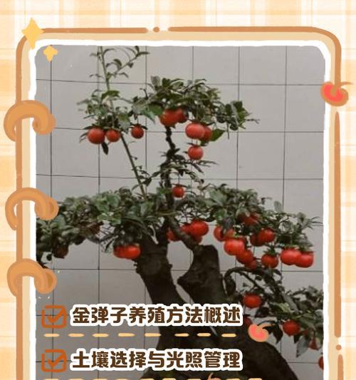 金弹子的养护技巧有哪些？金弹子养护中需要注意什么？