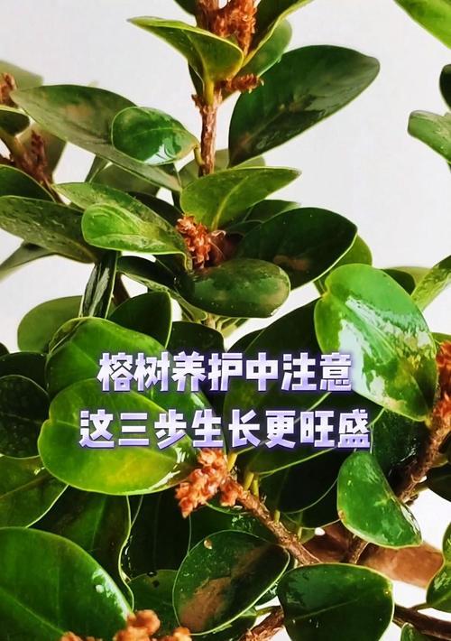 榕树养殖过程中需要注意哪些事项？