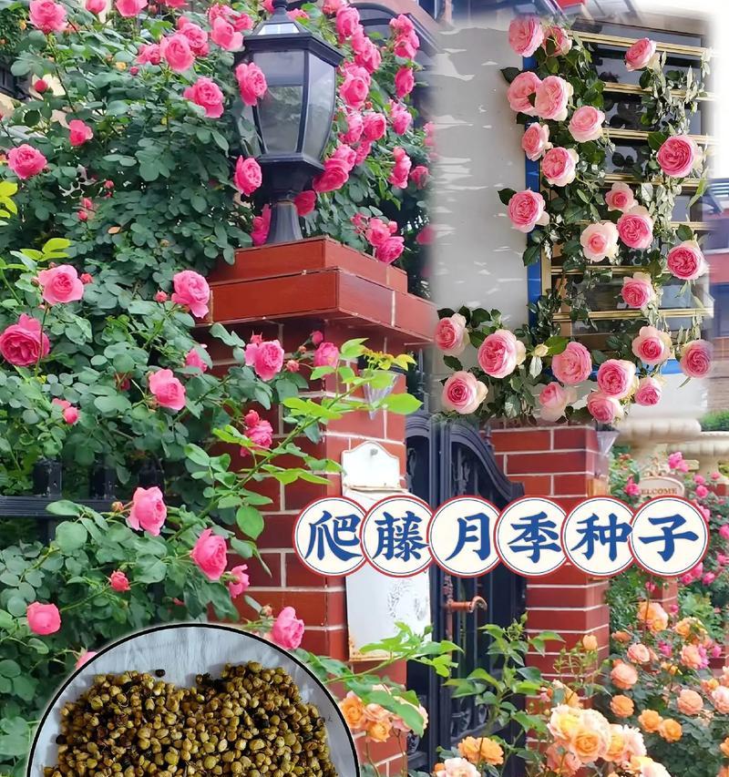 花草种子的最佳播种时间是什么时候？