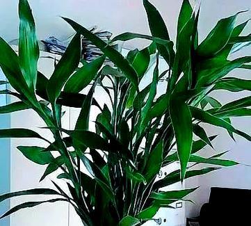 夏季有哪些盆栽植物适合养护？