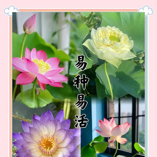 夏季有哪些盆栽植物适合养护？