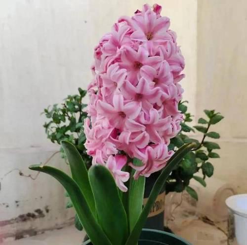什么花最有特点？如何挑选适合自己家的花卉？