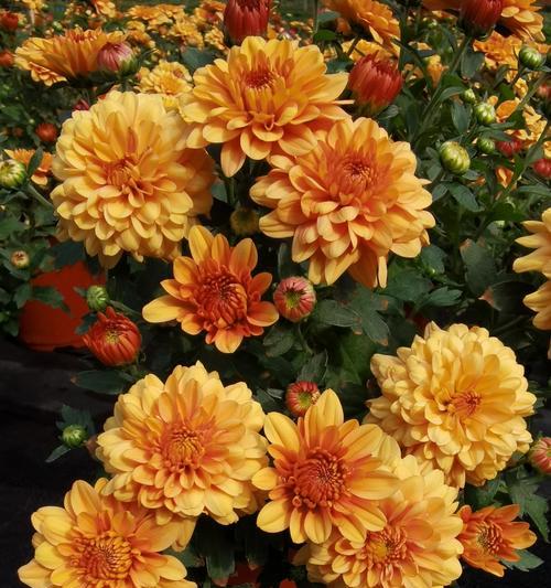 什么花最有特点？如何挑选适合自己家的花卉？