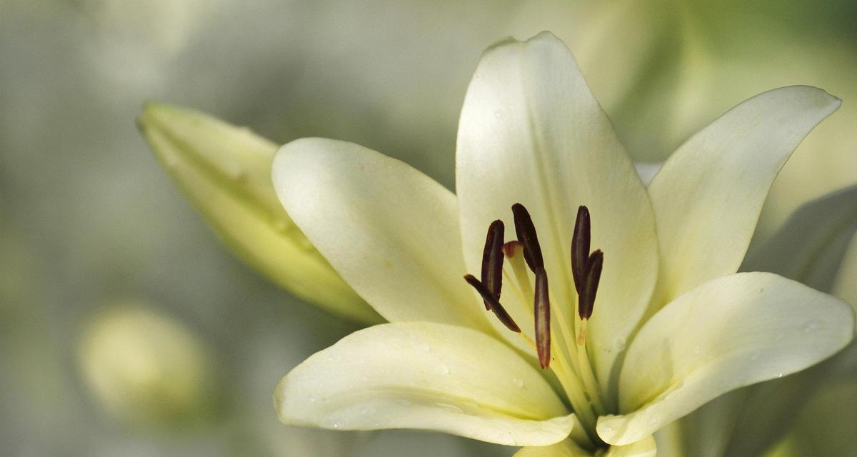 什么花最有特点？如何挑选适合自己家的花卉？