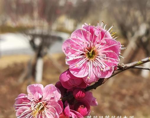 什么品种的梅花最受欢迎？如何挑选优质梅花品种？