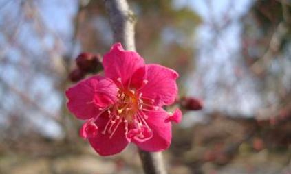 什么品种的梅花最受欢迎？如何挑选优质梅花品种？