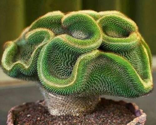 开花的仙人掌有哪些品种？如何挑选和养护？