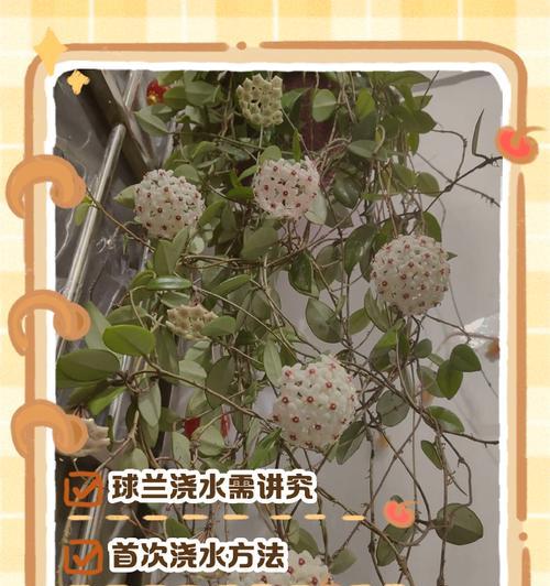 球兰扦插繁殖的步骤和注意事项？