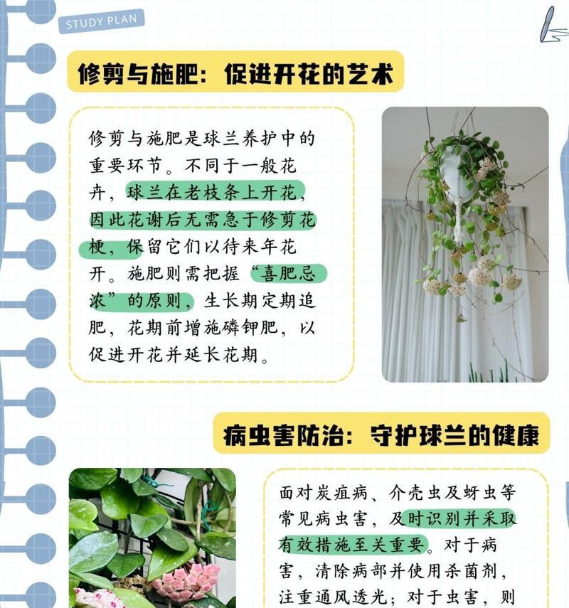 球兰扦插繁殖的步骤和注意事项？
