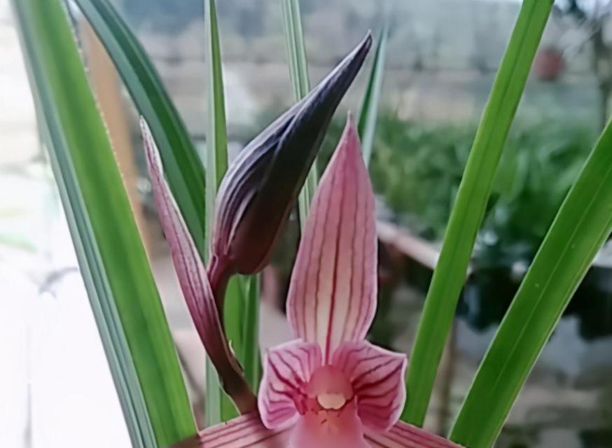 春兰花有哪些品种？春兰花品种选择的常见问题是什么？