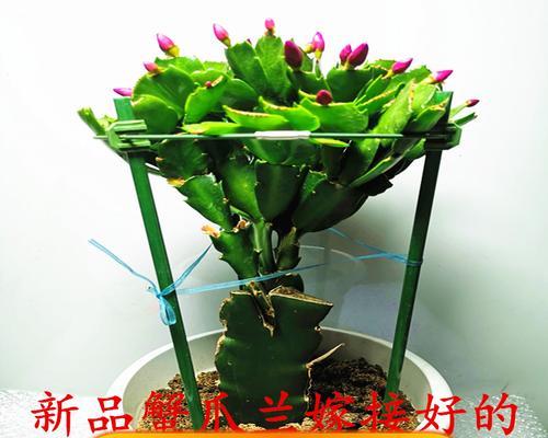 蟹爪莲有多少种品种？各自的特性是什么？