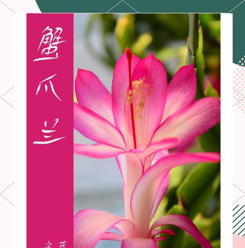 蟹爪莲有多少种品种？各自的特性是什么？