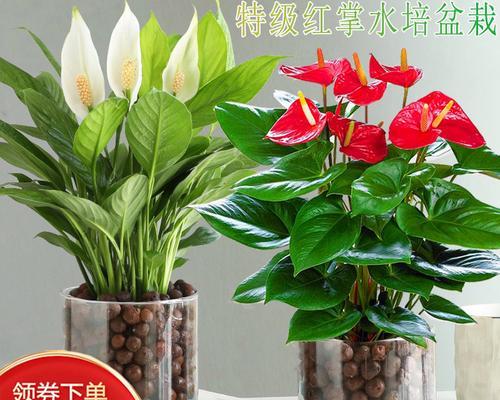 鸿运当头花怎样才能养得红艳？
