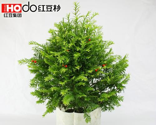 盆景红豆杉的养植技巧有哪些？如何正确养护盆景红豆杉？