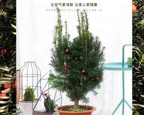 盆景红豆杉的养植技巧有哪些？如何正确养护盆景红豆杉？