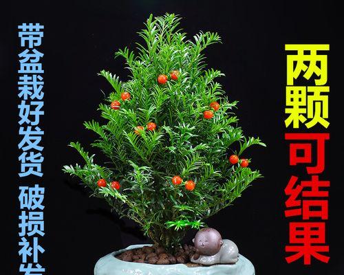 盆景红豆杉的养植技巧有哪些？如何正确养护盆景红豆杉？