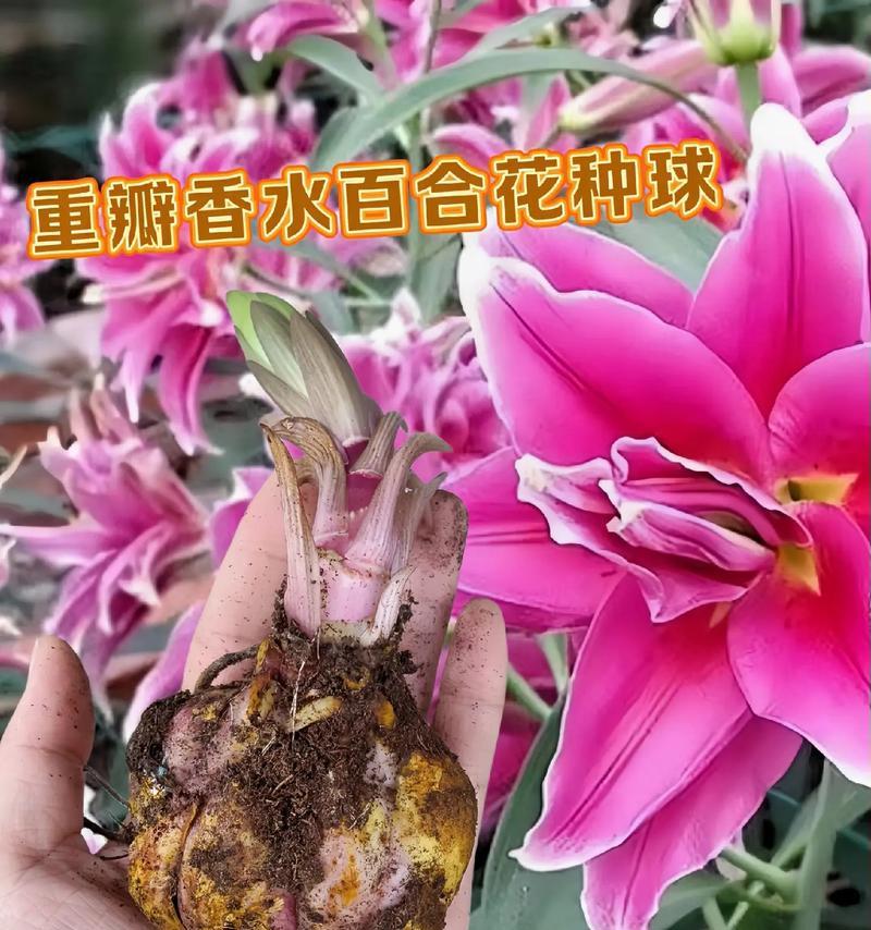 种球花卉有哪些？种球花卉的种植和管理方法是什么？