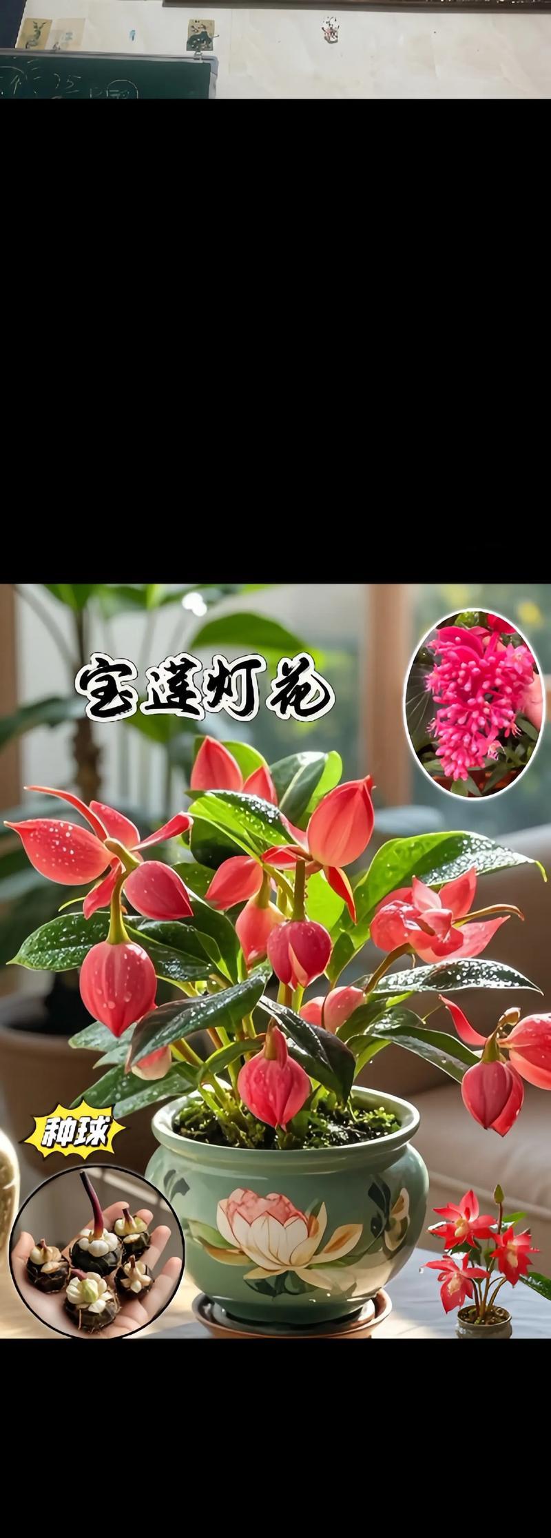 种球花卉有哪些？种球花卉的种植和管理方法是什么？